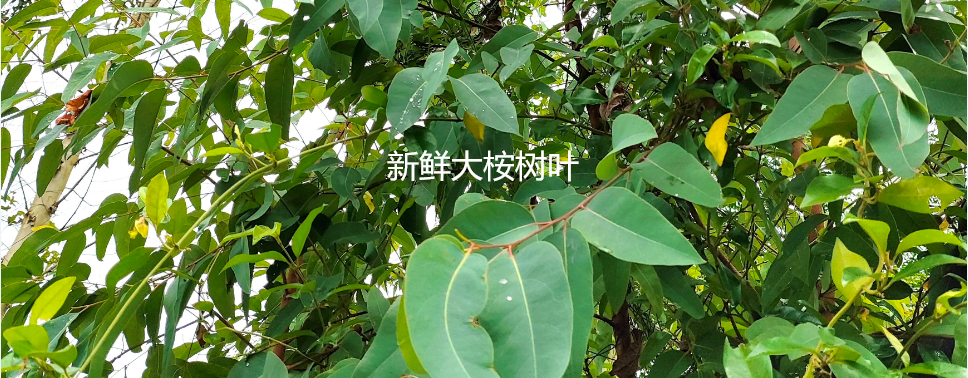 美酒